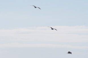 pexels jess bailey designs 929773